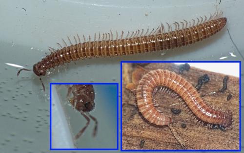 Anamastigona pulchella